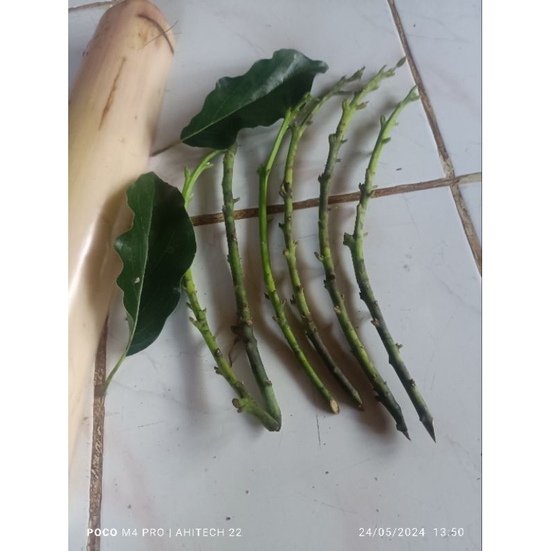 entres alpukat siger asli valid