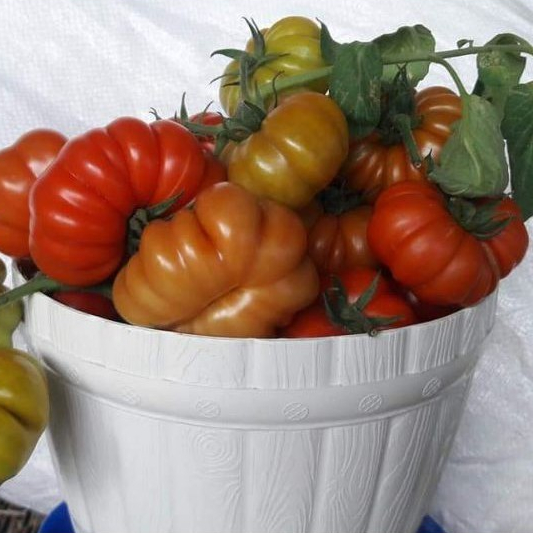 10 Biji - Benih Tomat keriting GAMMARA F1, tomat hibrida