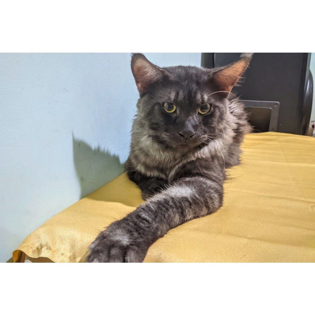 Kucing Mainecoon Maine Coon Ped CFA Male Jantan Black Smoke