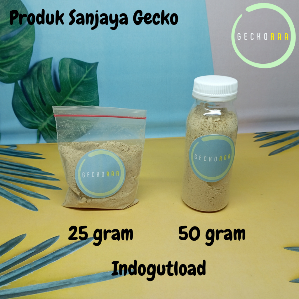 Indogutload Repack Gutload Reptil Gecko AFT Tokay Jangkrik Dubia Ulat