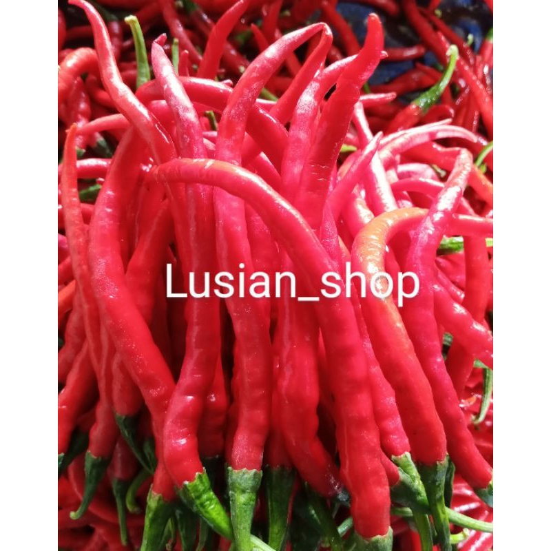 

Cabe merah keriting