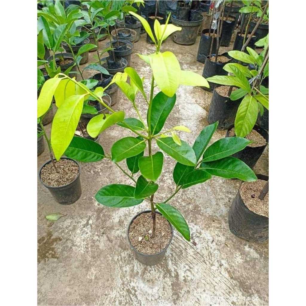 Bibit Buah Black Sapote