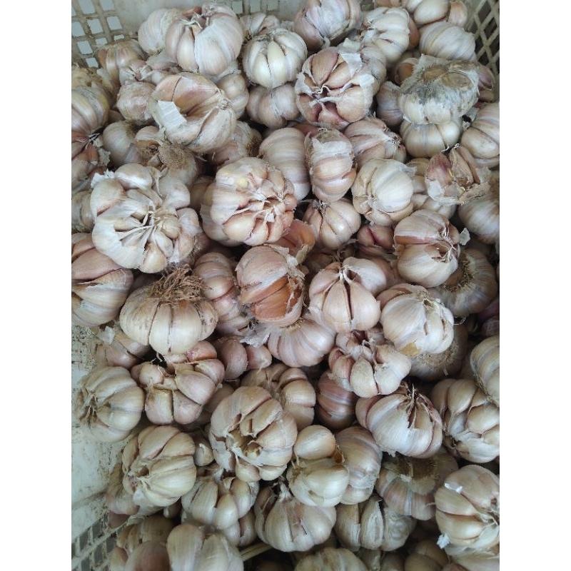 

Bawang Putih Bersih