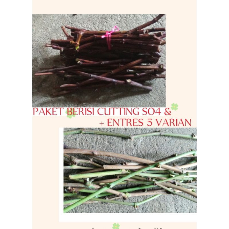 PAKET CUTTING SO4 & ENTRES ANGGUR IMPORT 6 VARIAN