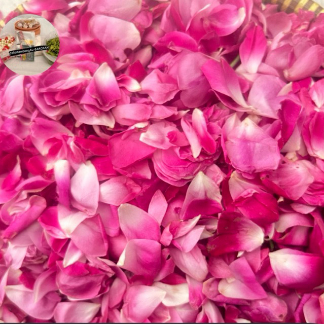 kelopak bunga mawar kampung/lokal mawar tabur wangi pink putih