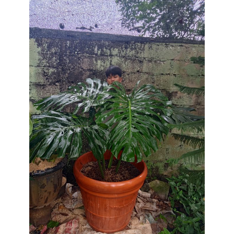 monstera king besar cantik daun besar banget jumbo