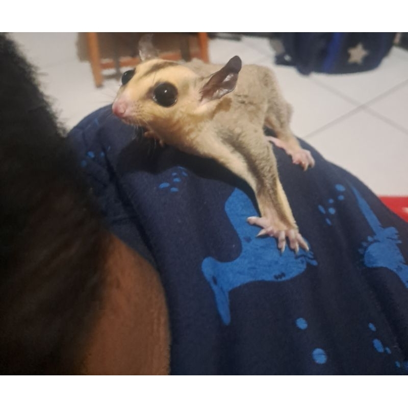 SG (sugarglider) joey wf platinum