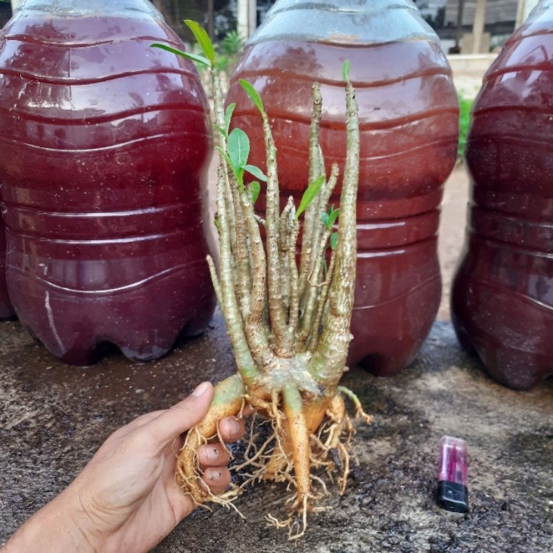 Adenium Arabikum | Adenium Arabicum Yaman| Size Dewasa