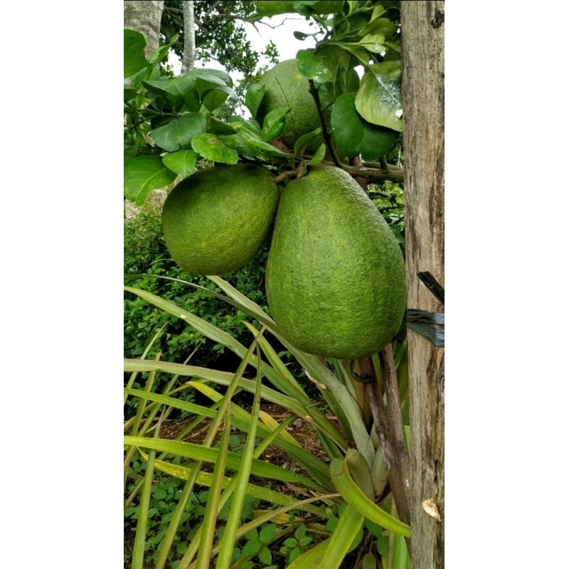 

Bibit Jeruk Red Pamelo Jumbo Super Asli Okulasi Buatan Sendiri