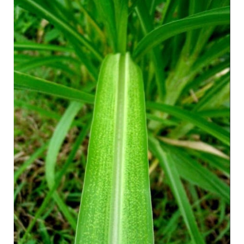 

Daun tebu merah segar 500 gram fresh-az