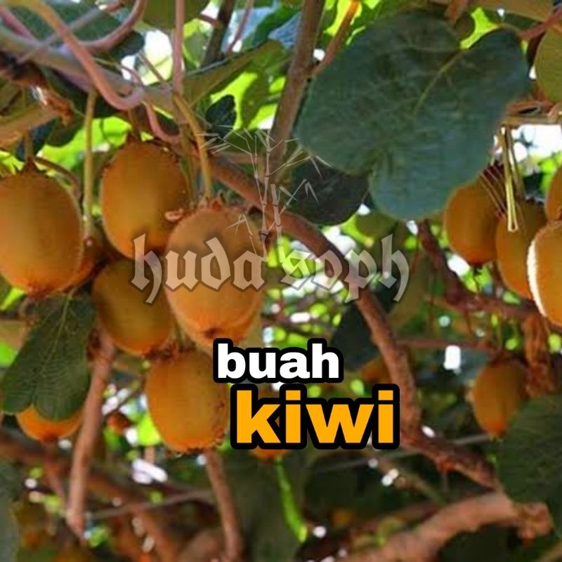 bibit kiwi // bibit buah kiwi
