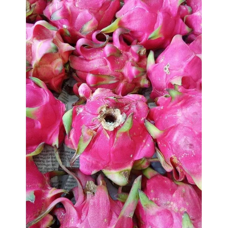 

buah naga merah segar dan fress 500 gram