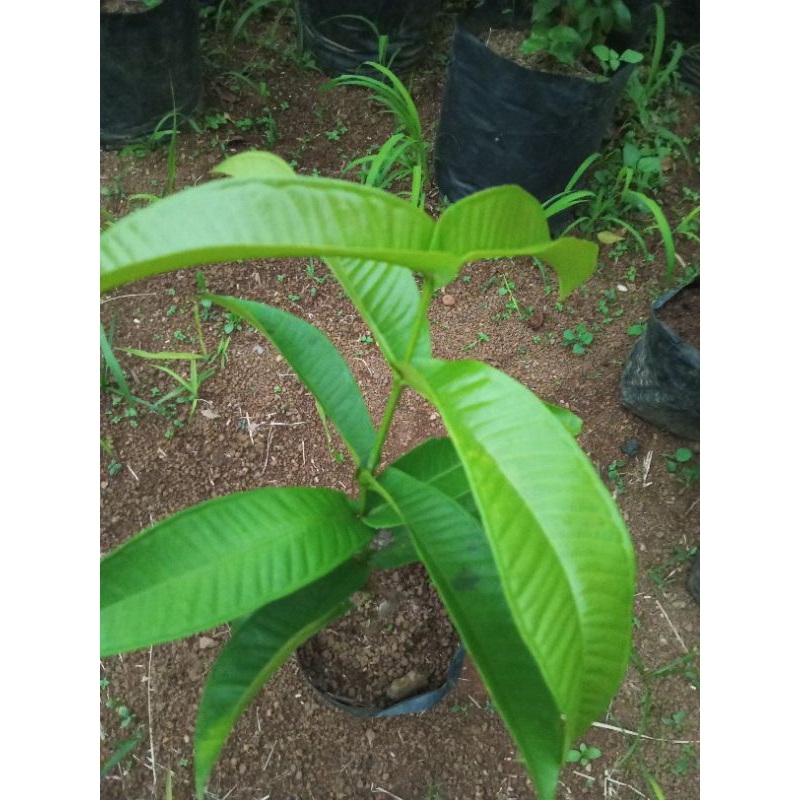 Bibit Kupa Gowok - Buah Tanaman Langka Kupa Hitam