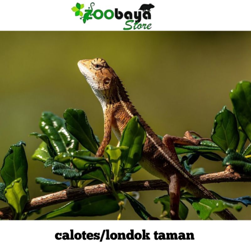 bunglon taman/Calotes non Cod murah