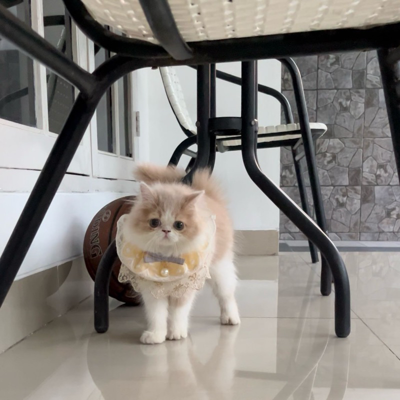 kucing persia flat nose