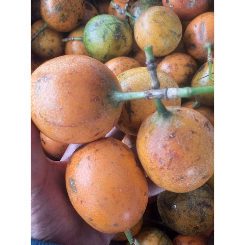 

markisa manis | konyal 1kg fresh