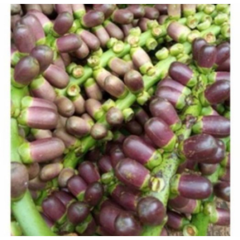 

Buah aren / bunga aren segar / langari aren segar 500 gram