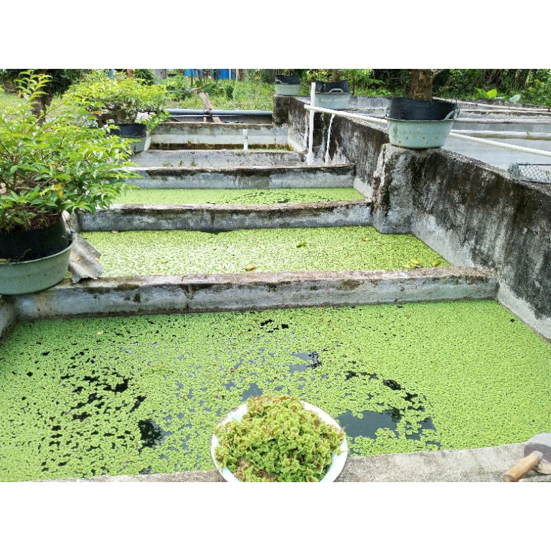 Benih Azolla PakanTernak Berkualitas 1000gr