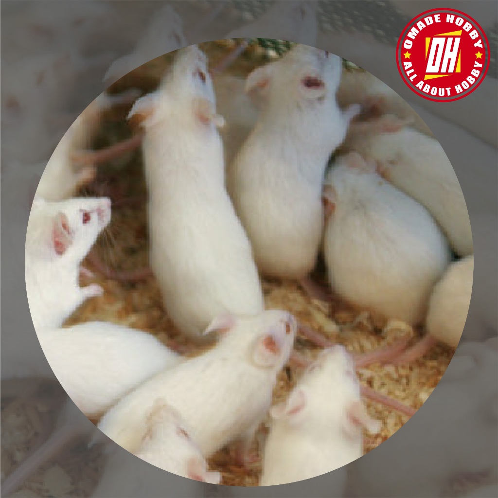 Tikus Putih Mencit Jumper
