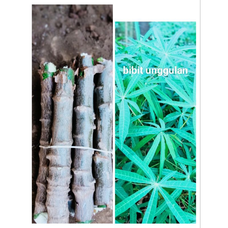 10.BATANG BIBIT DAUN SINGKONG SAYUR DAUN SEPIT UNGGULAN