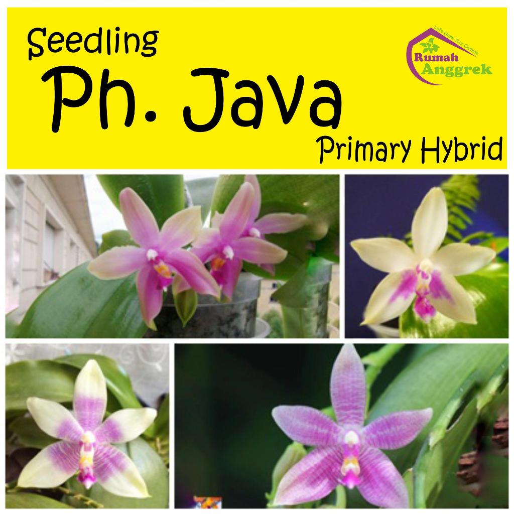 Seedling Anggrek Phalaenopsis Java phal ph bulan putih ungu fimbriata violacea primery primary hybri