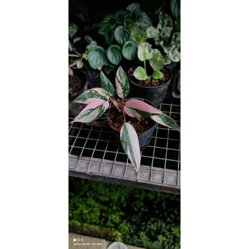 Philodendron Pink Princess Marble
