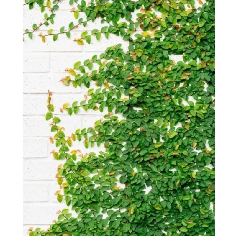 Tanaman Rambat Dolar Mini | Tanaman Hidup Dolar Mini