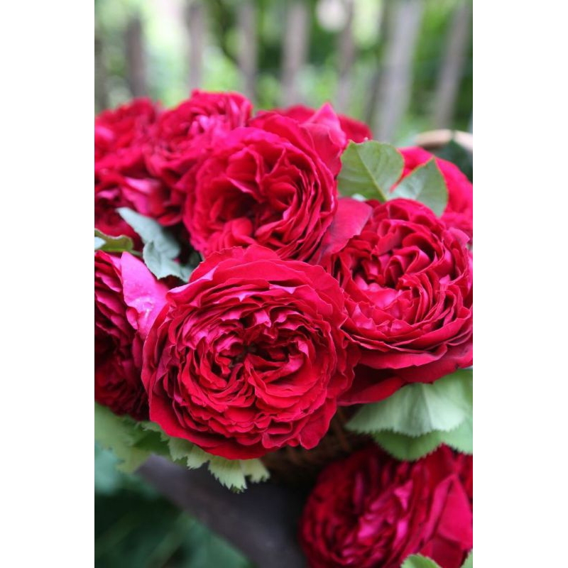 MAWAR IMPORT GOSPEL (DEWASA)