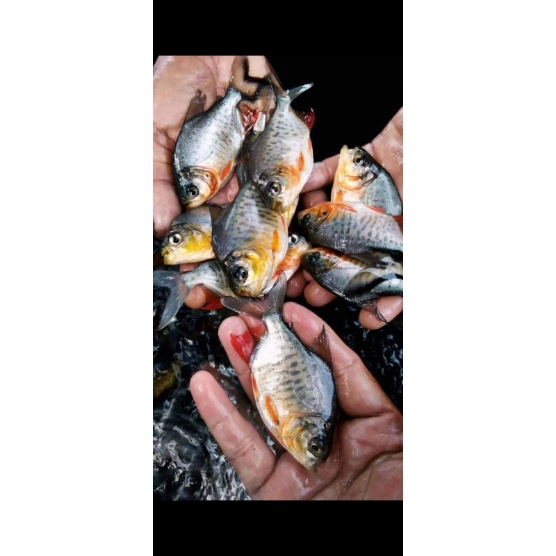 bibit ikan bawal murah