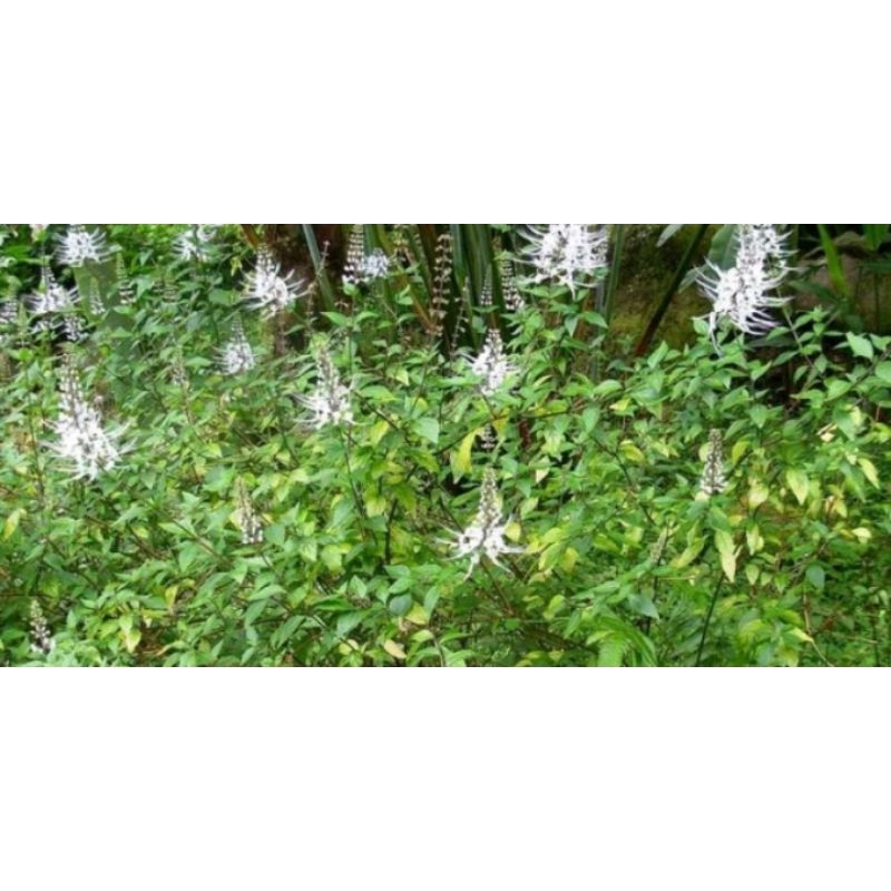 

Tanaman Daun kumis kucing segar 250gr