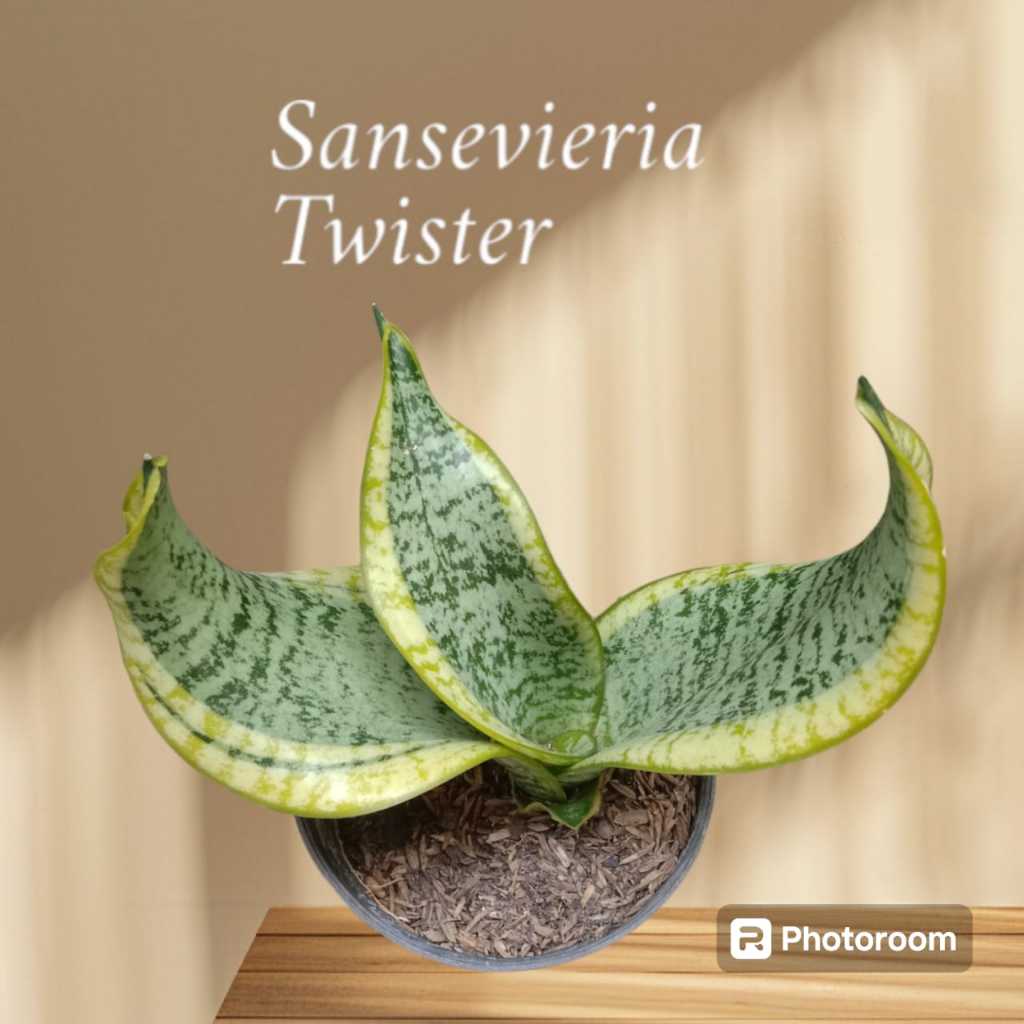 sansevieria twister