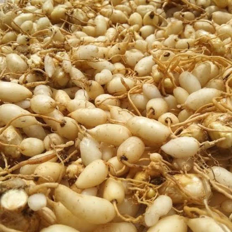 

Kunyit Putih (Rempah Segar)