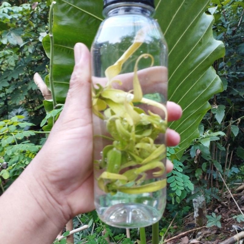 

Air bunga kenanga asli(infused water alami)beli 2 gratis ongkir cod