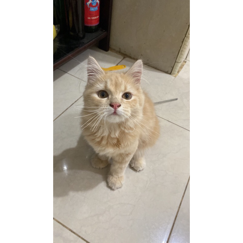 OPEN LEPAS ADOPT PERSIA MEDIUM LONGHAIR JANTAN 7 BULAN