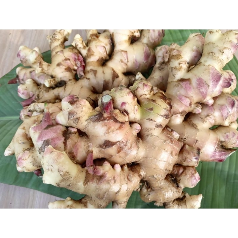 

JAHE GAJAH 500 gr, jahe segar menyehatkan dengan harga murah jaminan sampe tujuan dengan aman