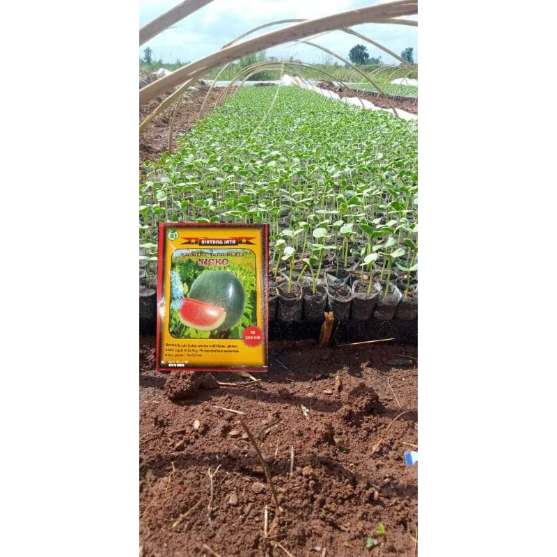 Benih Semangka Bulat NICKO (KULIT GELAP dan TEBAL)