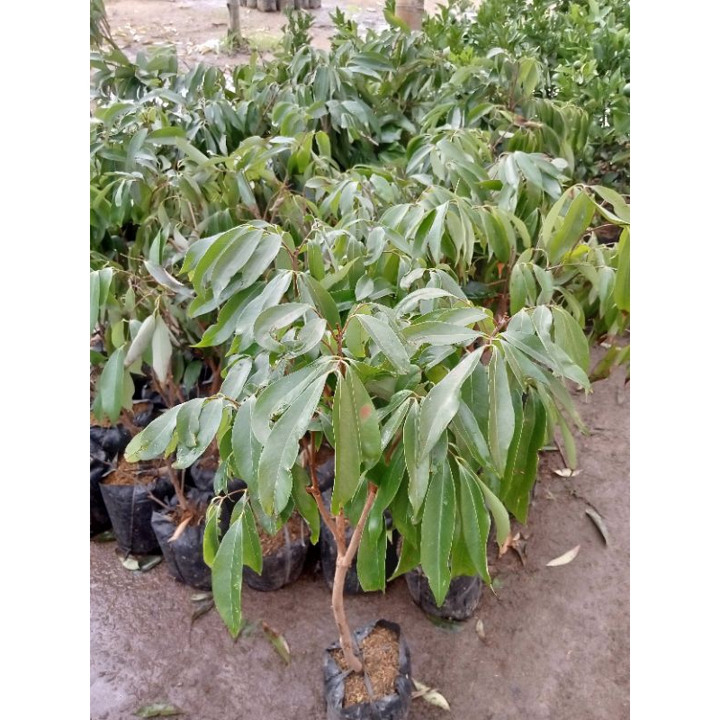 bibit leci batang besar cepat berbuah