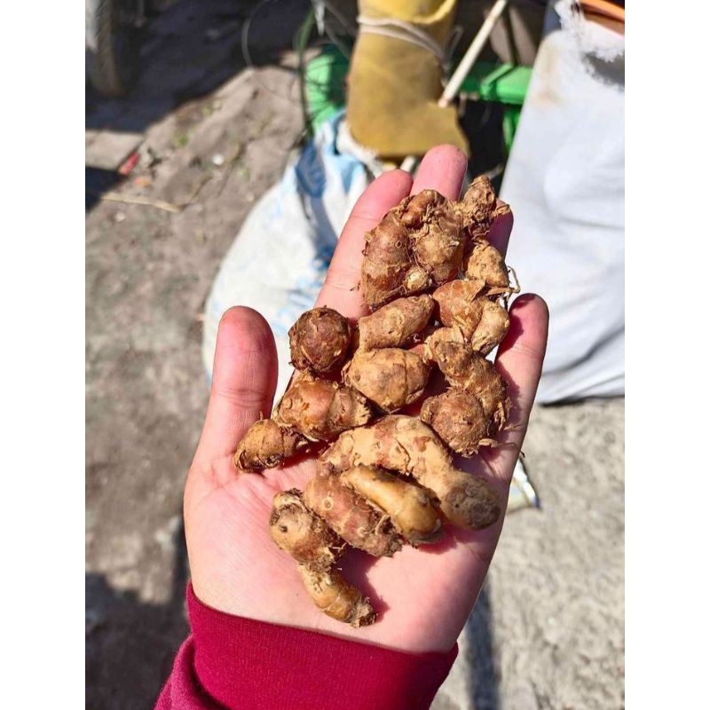 

KENCUR BUMBU 1 KG 32000
