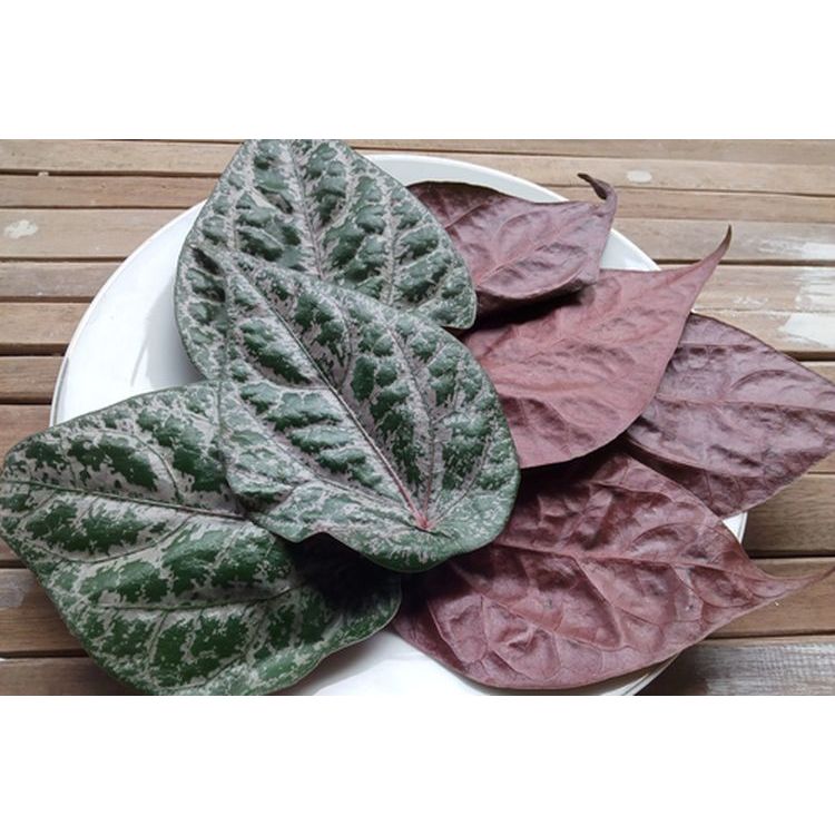 DAUN SIRIH MERAH DAUN SIRIH HIJAU  ORGANIK TERMURAH (HARGA PER HELAI)