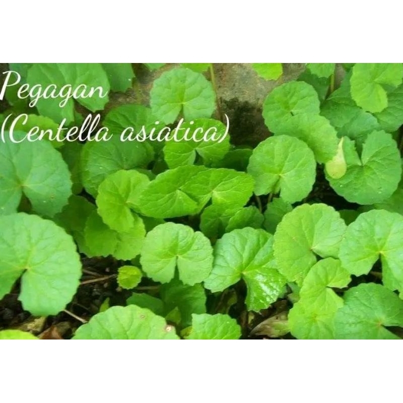 

Daun Antanan/Pegagan/Senduduk 1kg Segar