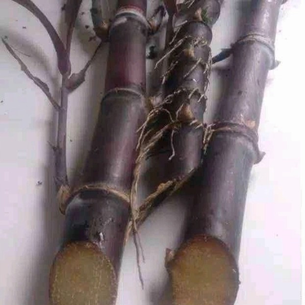 Bibit Tanaman Tebu Ireng Pohon Tebu Ireng