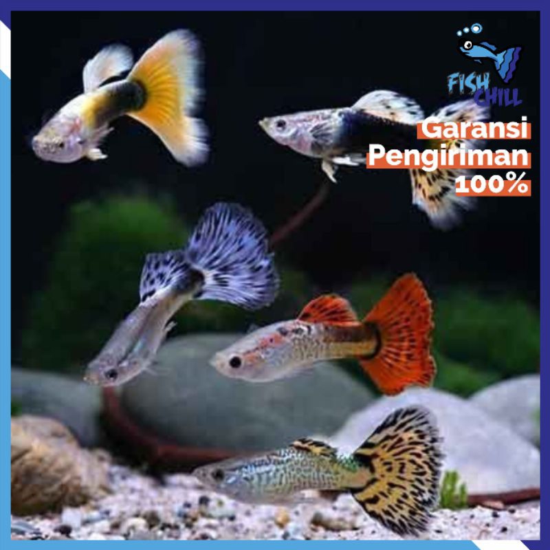 Hiasan Aquarium • GUPPY HIAS WARNA WARNI 1 PASANG • Aquascape Soliter Mini Lampu LED Batu Pasir Mala