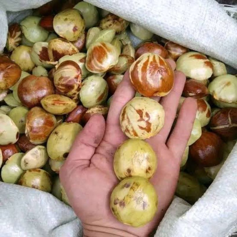 

jengkol 500gr mentah