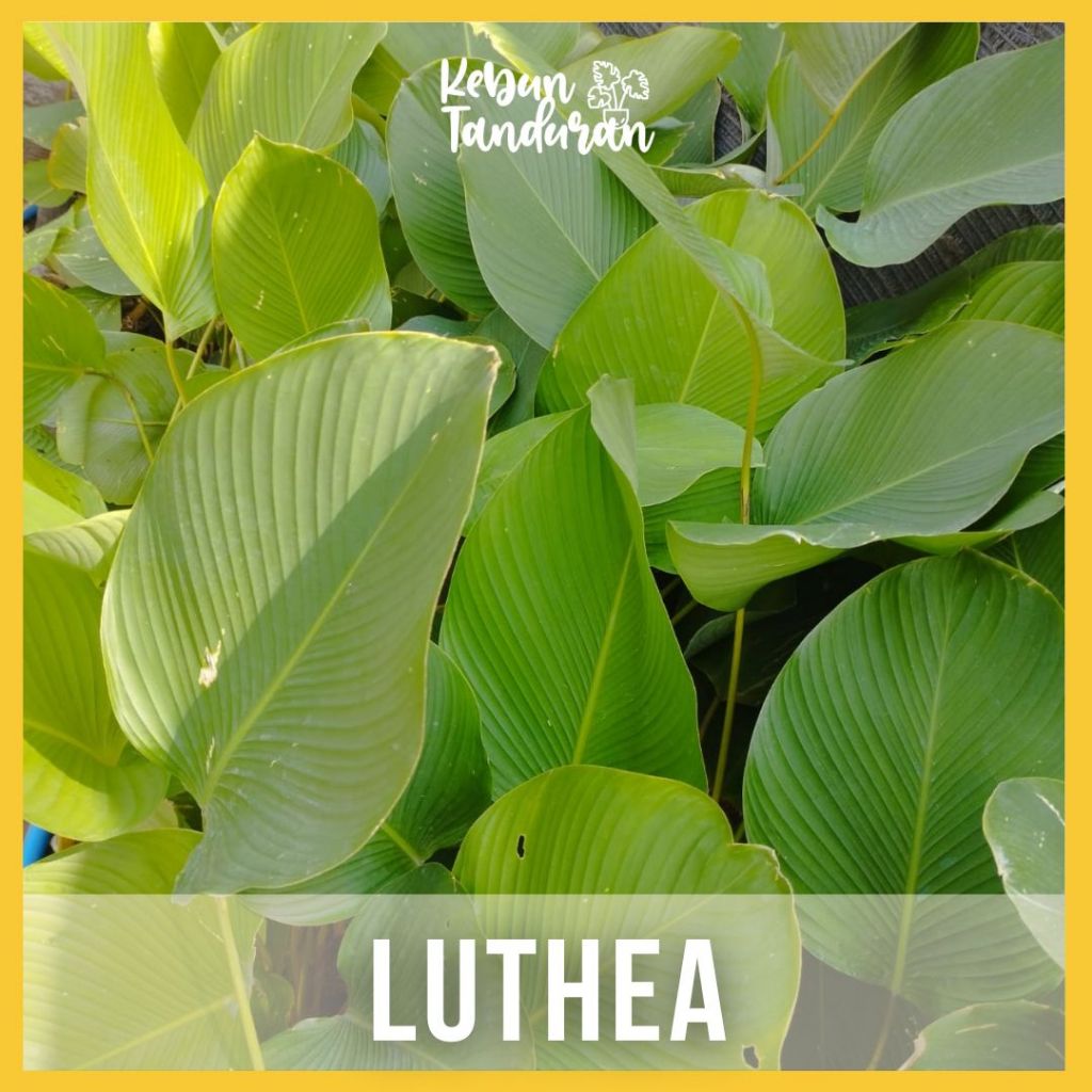 Tanaman Calathea Pisang Luthea / kalatea pisang / Bunga calatea lutea