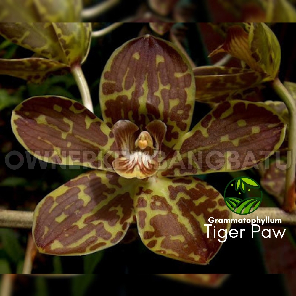 Anggrek Gramma TIGER PAW Kondisi Remaja Grammatophyllum Anggrek Tebu Anggrek Macan