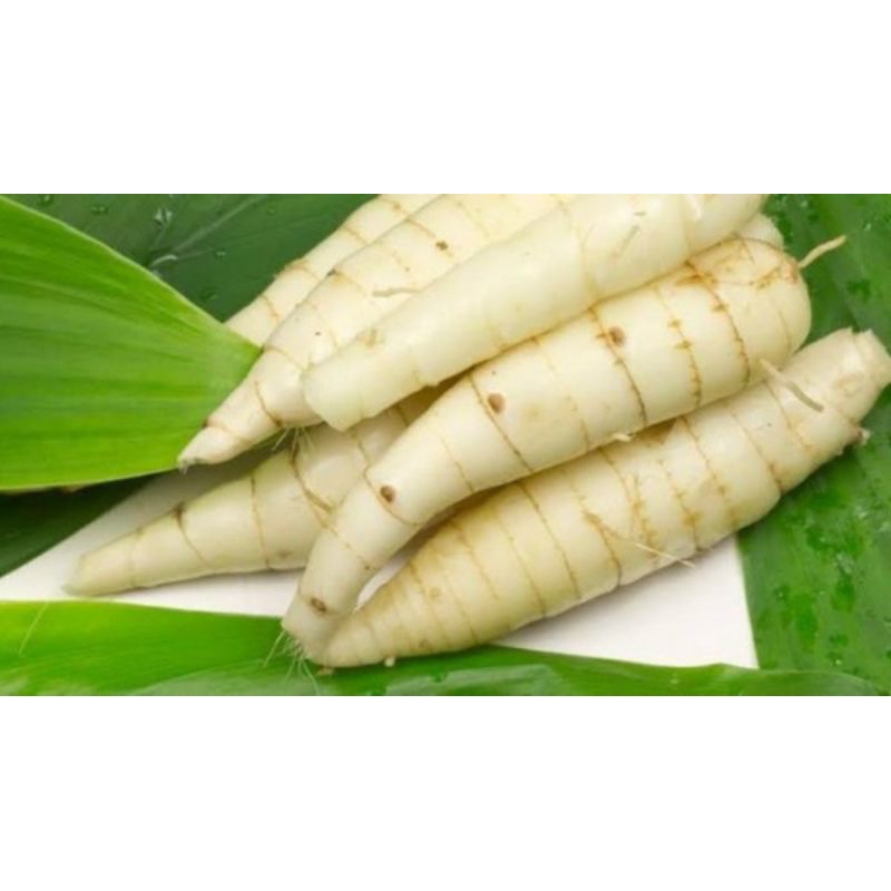 

umbi garut segar fresss 1kg