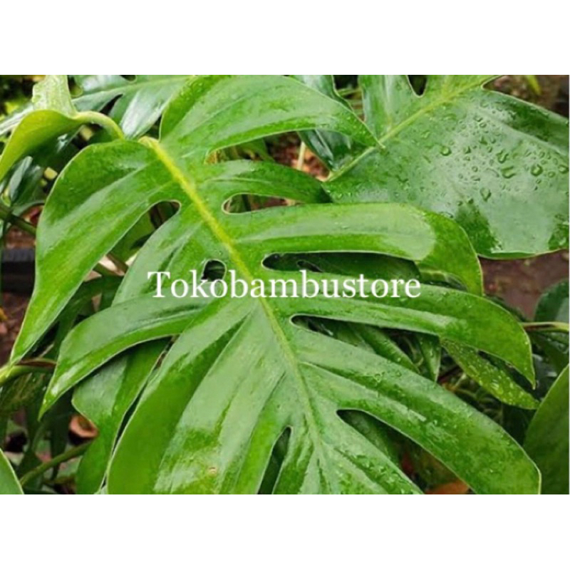 

Daun ekor naga segar 1 kg petik langsung-az