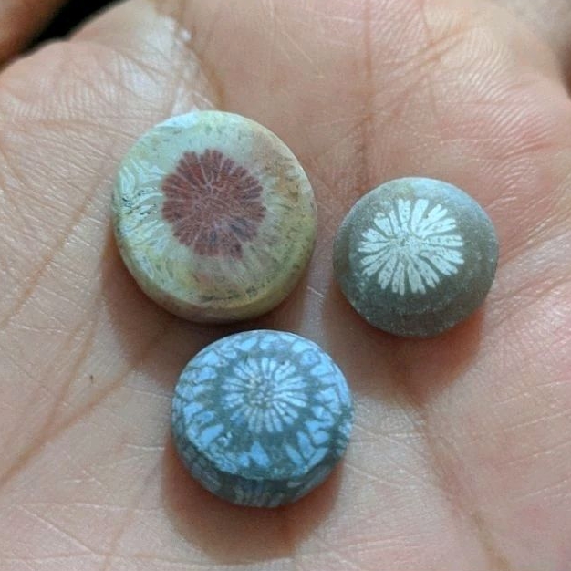 Teratai Tunggal Unik 3 pcs