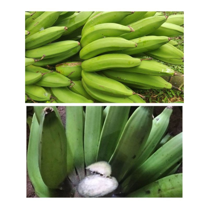 

pisang nangka mentah tua / mengkal per 1 kg fresh