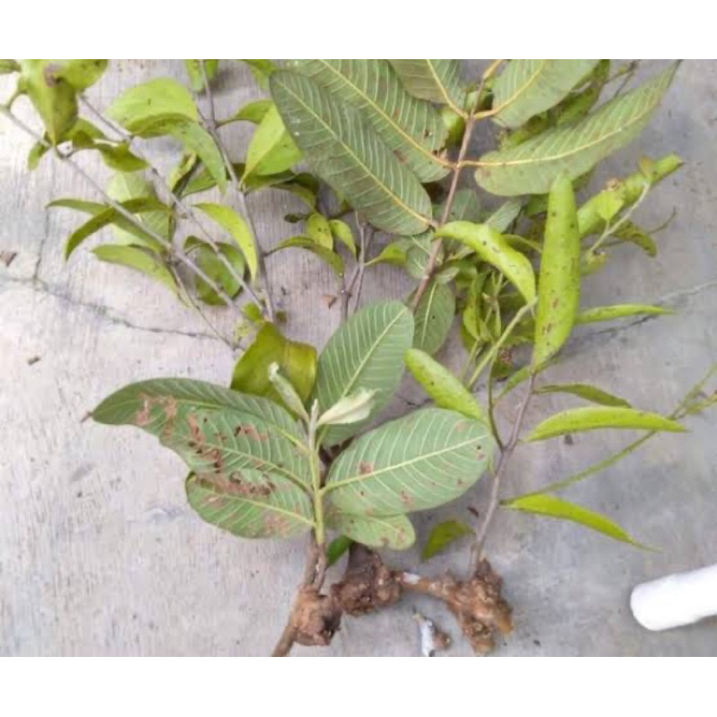 

Benalu jambu biji segar paket 1 kg-az